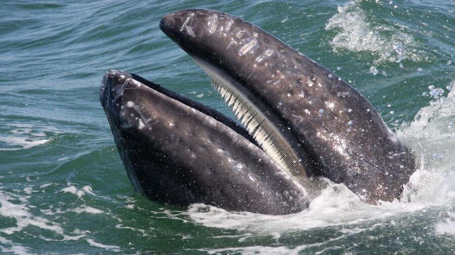 Whale Watching in La Paz – Gray Whale Encounter - The boat and the whale watching: what close encounters feel like