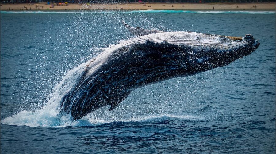 Whale Watching in La Paz – Gray Whale Encounter - Magdalena Bay break and lunch: refuel with regional comfort