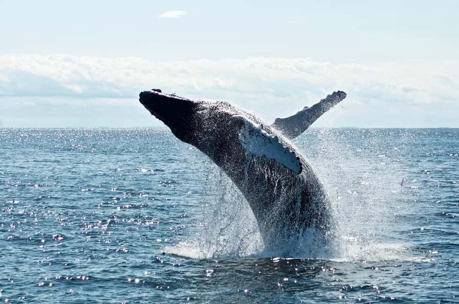 Whale Watching in La Paz – Gray Whale Encounter - Price and value: why $169 can make sense, and when to be cautious