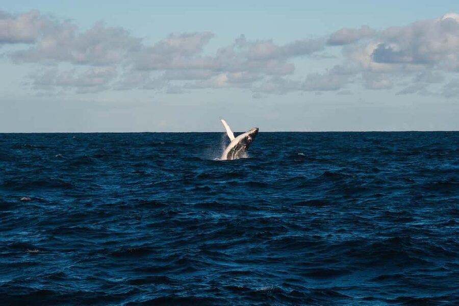 Whale Watching in La Paz – Gray Whale Encounter - Who should book (and who should skip)
