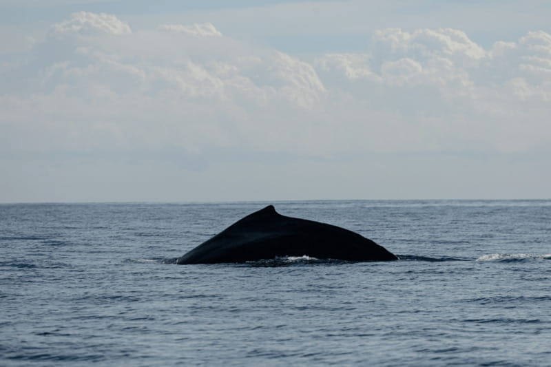 Whale Watching in San Jose del Cabo - Key points to know before you go