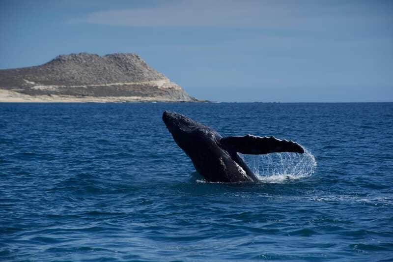 Whale Watching in San Jose del Cabo - It is not just humpbacks: the marine life you might add to your day