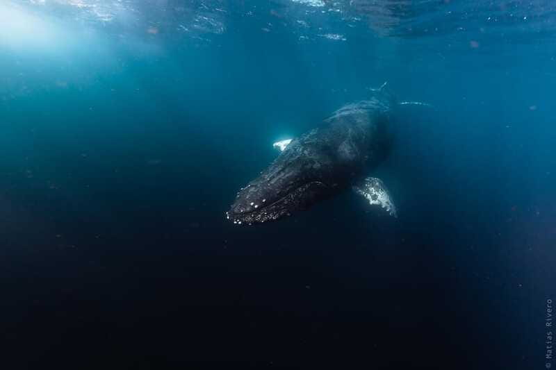 Whale Watching in San Jose del Cabo - Guides on the water: patient pacing and real marine explanations