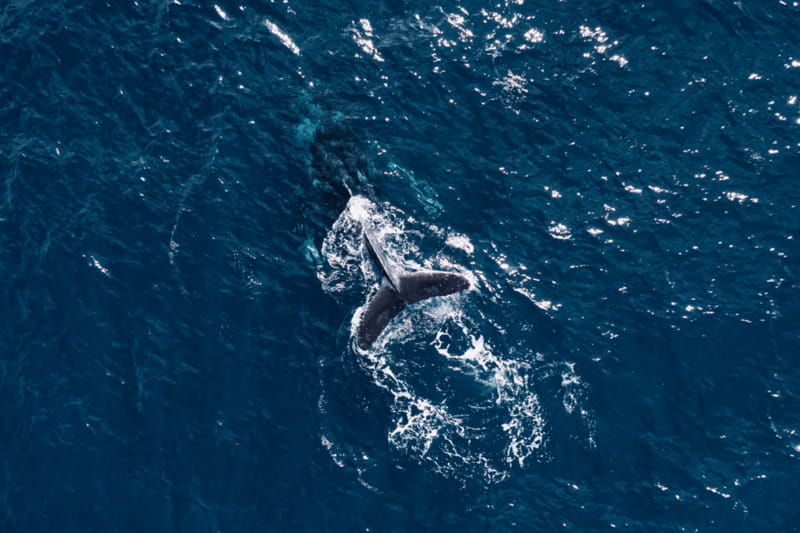 Whale Watching in San Jose del Cabo - Getting there and back: the Dip Expeditions meeting point in La Playita