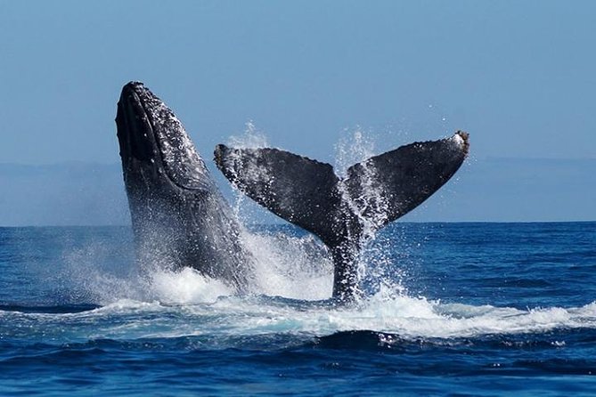 Whale Watching on 2 Level Big Boat with Breakfast and Drinks INCLUDED - Why December to April matters for Cabo whales