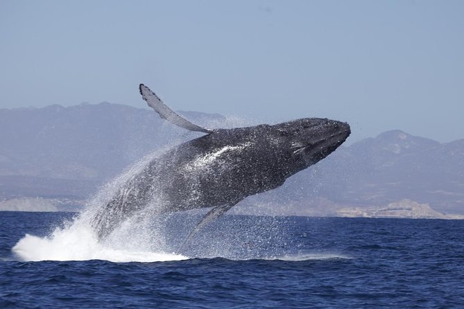 Whale Watching on 2 Level Big Boat with Breakfast and Drinks INCLUDED - Morning logistics at Cabo Escape Tours, 8:30 am