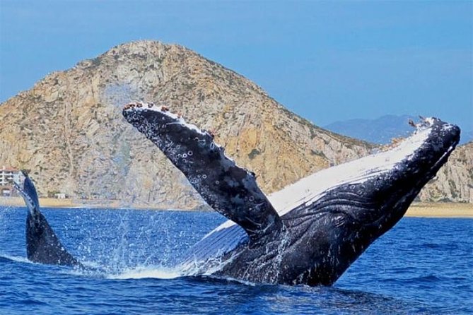 Whale Watching on 2 Level Big Boat with Breakfast and Drinks INCLUDED - About that 2-level big boat: where to stand and how to stay comfy