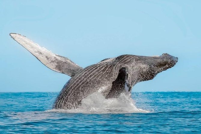 Whale Watching on 2 Level Big Boat with Breakfast and Drinks INCLUDED - Whale-and-Arch timing: what you do on the return