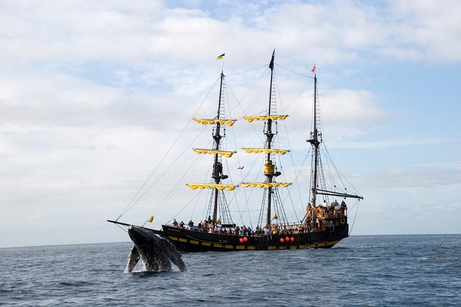 Whale-Watching Pirate Ship Cruise in Los Cabos - The Route Meets Real Wildlife, Including Whales, Dolphins, and Sea Lions