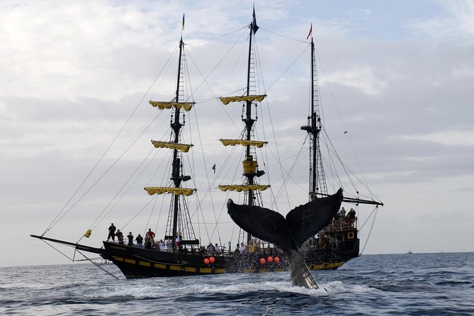 Whale-Watching Pirate Ship Cruise in Los Cabos - Price and Value: Why $99 Often Feels Fair
