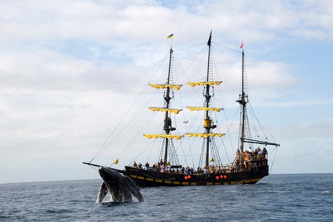 Whale-Watching Pirate Ship Cruise in Los Cabos - Whale Routes: Lover’s Beach, the Arch, and the Sea Lion Zone
