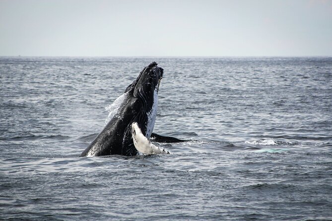 Whale Watching Snorkel Combo - Cabo at 8:00am: How This Tour Fits a Real Vacation Schedule