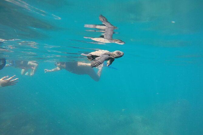 Whale Watching Snorkel Combo - Cold Water Reality: Wetsuits, Comfort, and What to Bring
