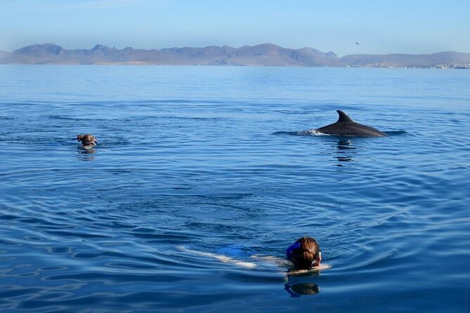 Whale Watching Snorkel Combo - Price and What You Actually Get for $175