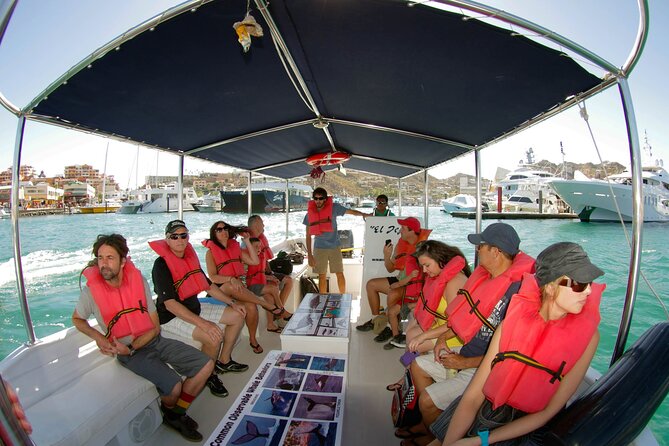 Whale Watching Snorkel Combo - Who This Tour Is Best For, and Who Should Rethink It