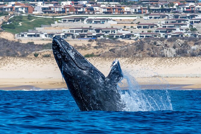 Whale Watching & Snorkeling Combo in Los Cabos with Photos Included - Snorkeling on the reef: marine life, comfort, and staying safe