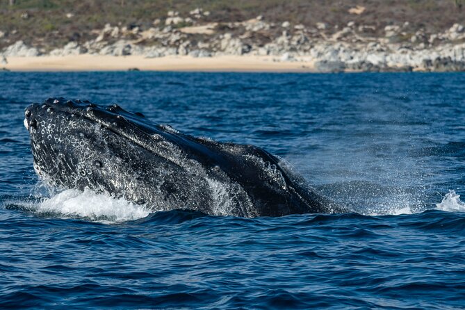 Whale Watching & Snorkeling Combo in Los Cabos with Photos Included - What you get for $125: included items that quietly add value