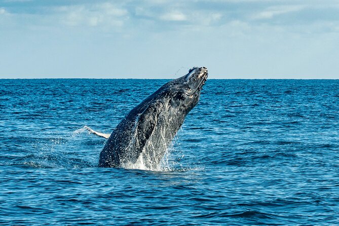 Whale Watching & Snorkeling Combo in Los Cabos with Photos Included - Group size, language, and the pace you should expect