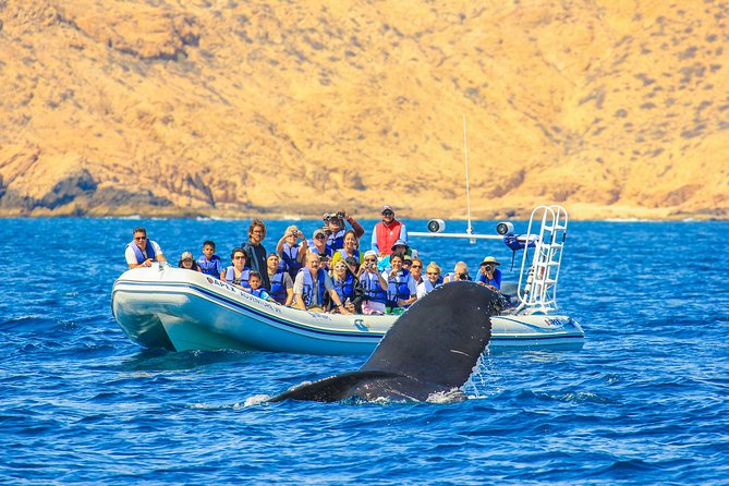 Whale Watching, The Famous Arch and Fast Boat Tour in Los Cabos - Whale watching in Los Cabos, powered by hydrophones and speed