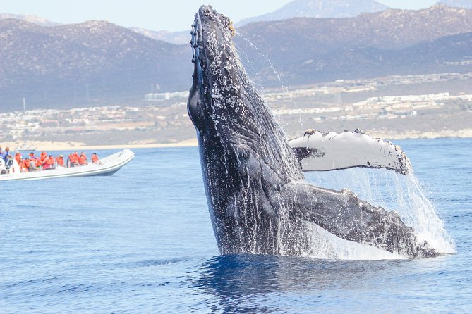 Whale Watching, The Famous Arch and Fast Boat Tour in Los Cabos - Hunting humpbacks in the Sea of Cortez and Pacific waters
