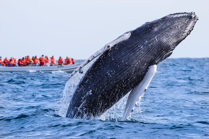Whale Watching, The Famous Arch and Fast Boat Tour in Los Cabos - The boat setup: what comfort is like on a zodiac