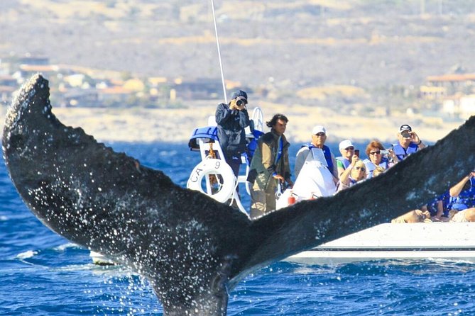 Whale Watching, The Famous Arch and Fast Boat Tour in Los Cabos - Cameras, motion, and making sure you get the shot