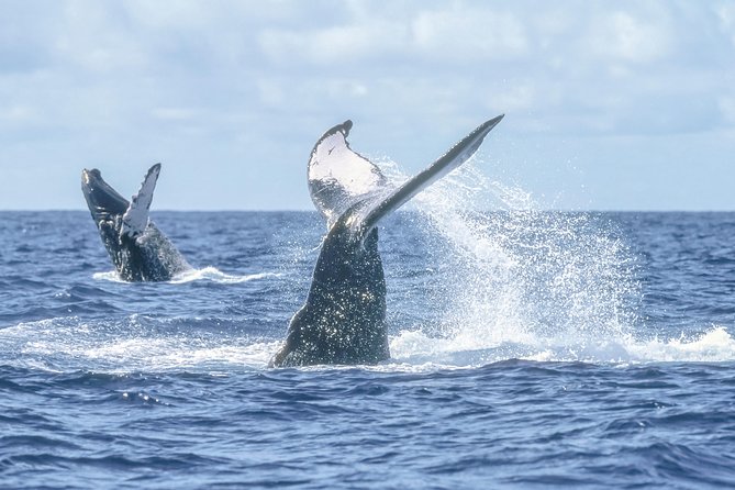 Whale Watching, The Famous Arch and Fast Boat Tour in Los Cabos - Price and value: what you really pay in Los Cabos
