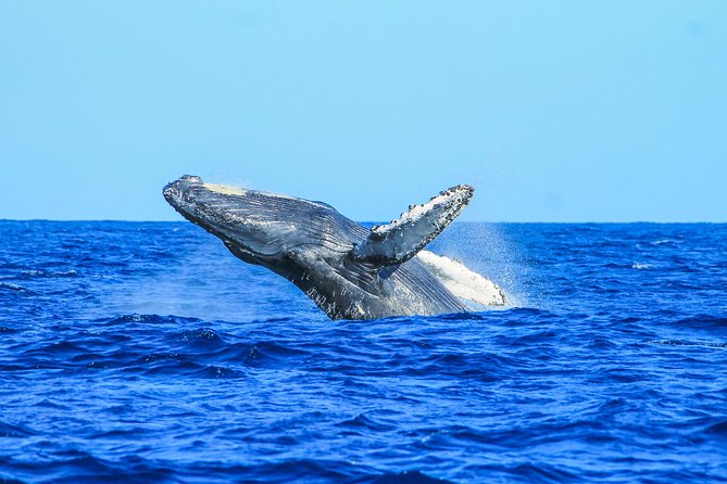 Whale Watching, The Famous Arch and Fast Boat Tour in Los Cabos - Ethics and animal expectations you should think about first