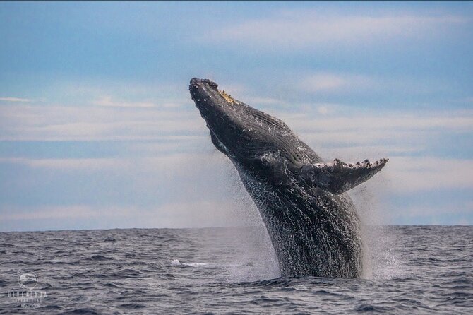 Whale Watching Tour in Cabo San Lucas - Key things I’d circle before you go