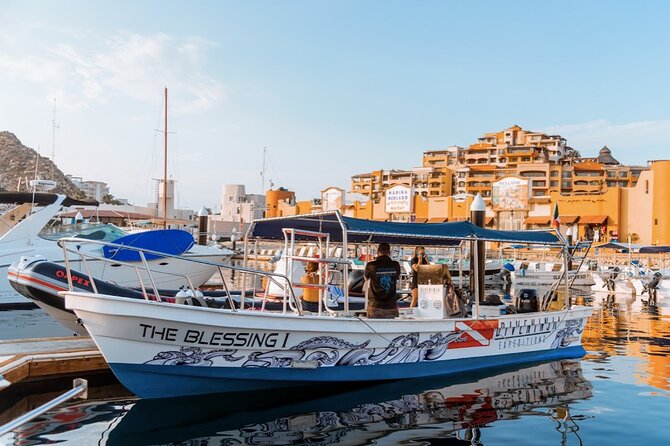 Whale Watching Tour in Cabo San Lucas - Cabo whale watching with Dive Ninja: the vibe and what you’re really buying