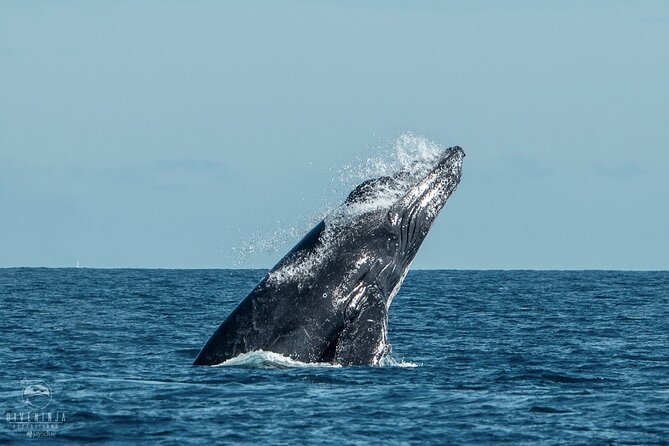 Whale Watching Tour in Cabo San Lucas - Whalesong through the hydrophone: the moment that changes how you listen