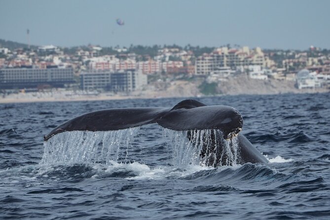 Whale Watching Tour in Cabo San Lucas - The role of Captain Miguel and the guides: why it feels respectful