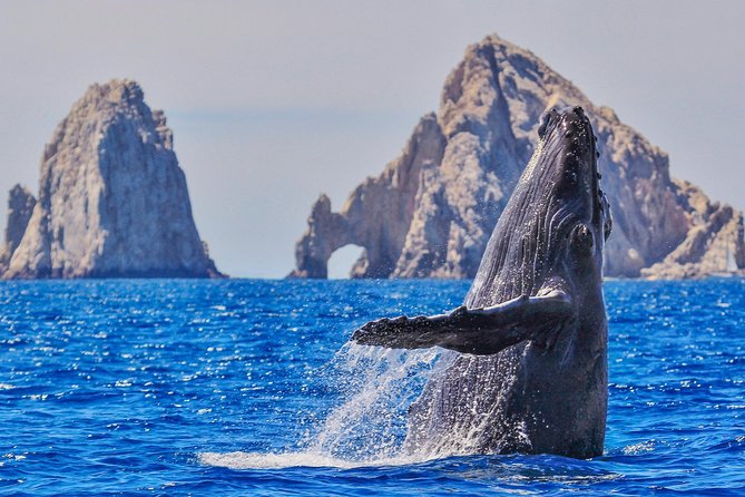 Whale Watching Tour in Glass Bottom Boat (VisitA Cabo) - Key points before you go