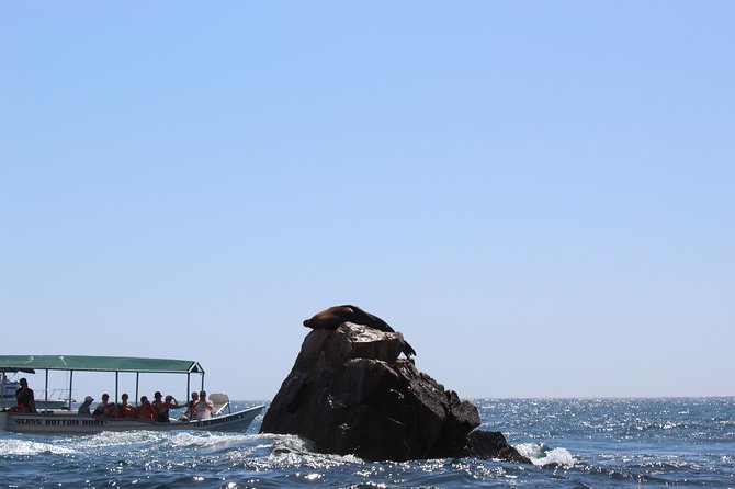 Whale Watching Tour in Glass Bottom Boat (VisitA Cabo) - Glass-bottom whale watching: how the boat changes the whole trip