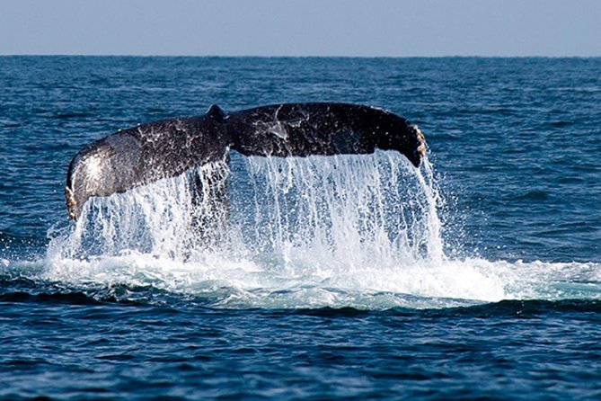 Whale Watching Tour in Glass Bottom Boat (VisitA Cabo) - El Arco de Cabo San Lucas: the view you get before whale time