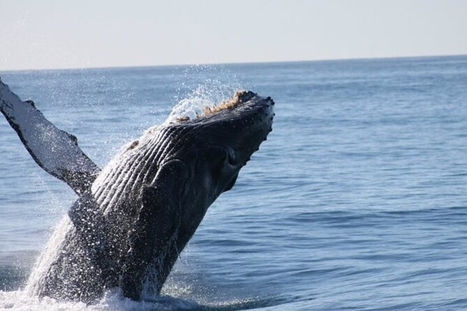 Whale Watching Tour in Los Cabos - Your ride plan: Arch photos, then cruising in search mode