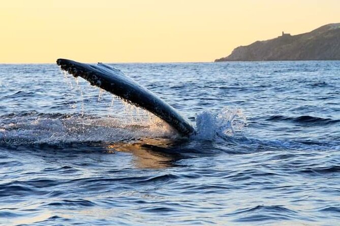 Whale Watching Tour in Los Cabos - Cabo views you actually get to enjoy, not just pass by