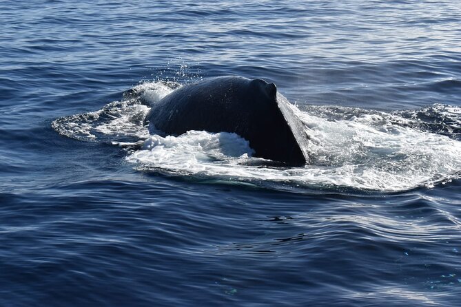 Whale Watching Tour in Los Cabos - Getting there: pickup, meeting point, and the time discipline