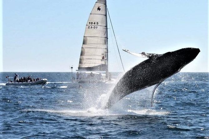 Whale Watching Tour in Los Cabos - Price and value: what $97 gets you and what it can’t