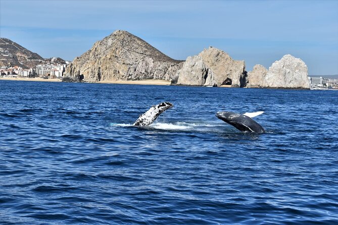 Whale Watching Tour in Los Cabos - Who this tour is best for in Los Cabos