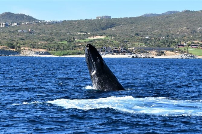 Whale Watching Tour in Los Cabos - Logistics that matter: mobile ticket, group size, and getting there