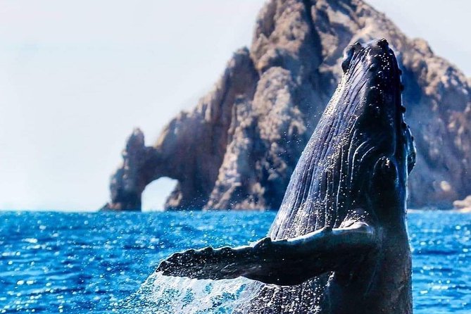 Whale Watching Tour in Los Cabos - Whale sightings: expect effort, accept uncertainty