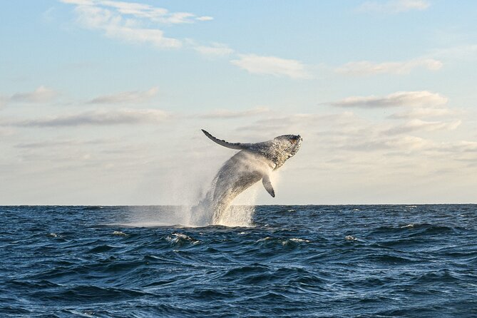 Whale Watching Tour with Arch and Beach in Cabo San Lucas - The Water Part: Cabo Arch Pass and Whale Watching in Real Time