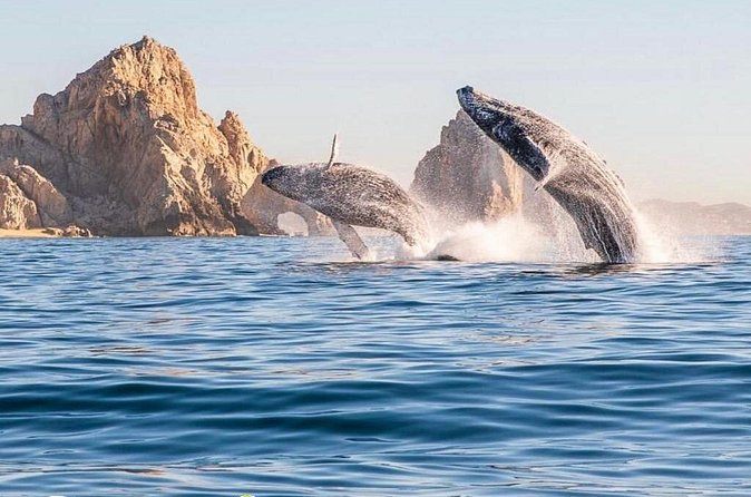 Whale Watching Tour with Arch and Beach in Cabo San Lucas - Crew, Photos, and the Soft Skills That Matter