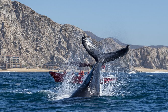 Whale Watching Tour with Arch and Beach in Cabo San Lucas - Price and Value for a Short 2-Hour Cabo Highlight