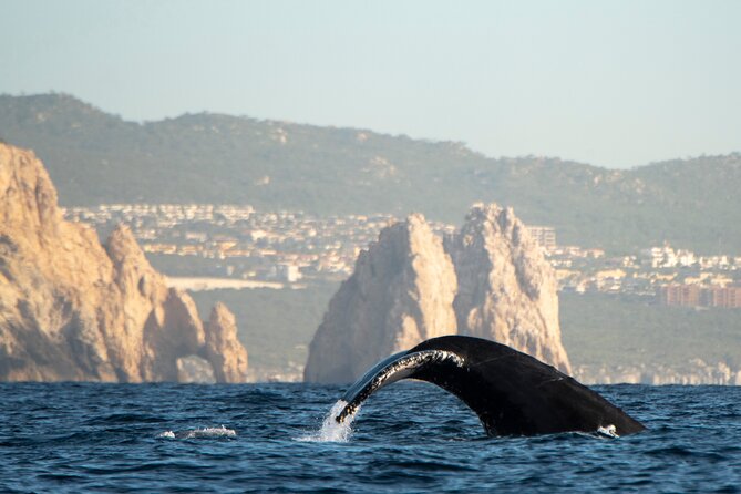 Whale Watching Tour with Arch and Beach in Cabo San Lucas - Group Size, Boat Comfort, and How to Prepare