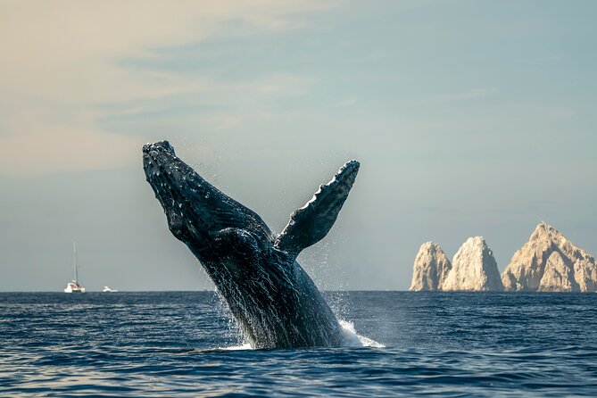 Whale Watching Tour with Arch and Beach in Cabo San Lucas - Lovers Beach and Divorce Beach: How the Beach Time Really Fits In