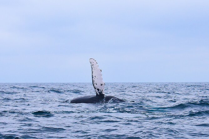 Whale Watching Warranty in San José del Cabo Snacks and drinks - Key things that make this whale watch work