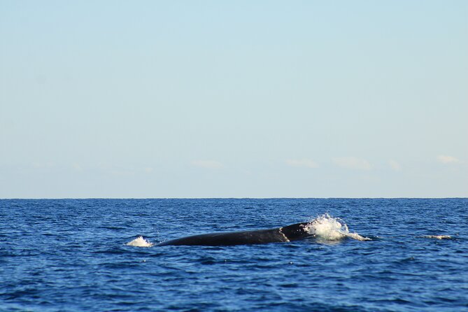 Whale Watching Warranty in San José del Cabo Snacks and drinks - Why this San José del Cabo whale watch feels personal