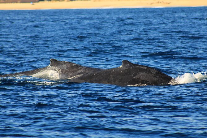 Whale Watching Warranty in San José del Cabo Snacks and drinks - The 2-hour sail: Sea of Cortez, search time, and whale education